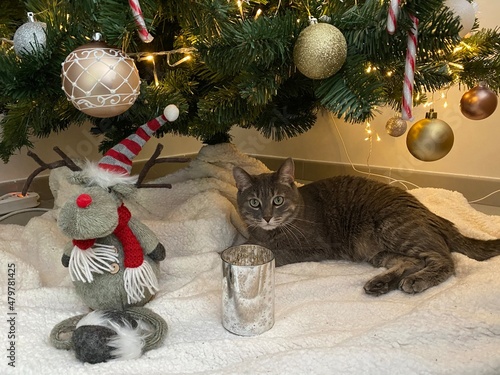 cat and christmas tree