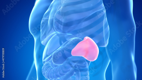 3d rendered medically accurate illustration of the male spleen