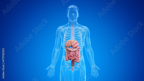 3d rendered medically accurate illustration of the male digestive system photo