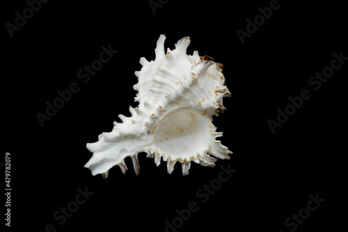 a chicoreus ramosus seashell on a black isolated background photo