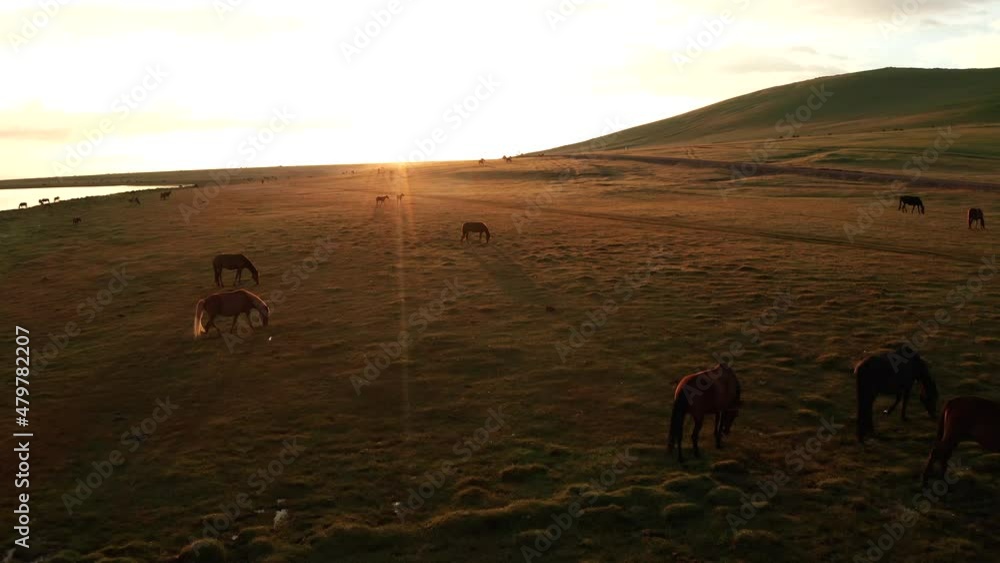A herd of horses at the mountain lake Song-Kul, aerial view. Kyrgyzstan. A herd of horses at the mountain lake Song-Kul, aerial view. Kyrgyzstan.