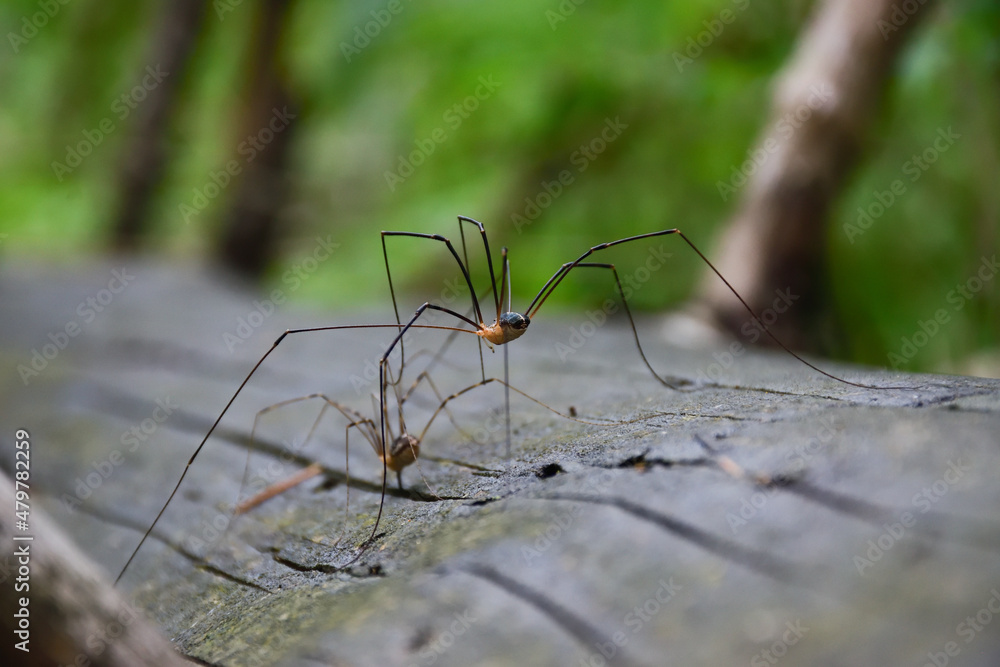 Two spiders with long legs are strolling on the wood Two spiders with long legs are strolling on the wood