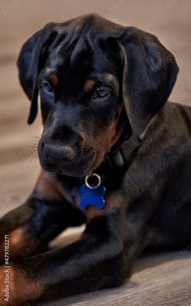 Doberman Puppy Doberman Puppy