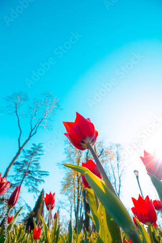 Fototapeta Naklejka Na Ścianę i Meble -  Red tulip. Red tulips from high angle view and sunlight on the background