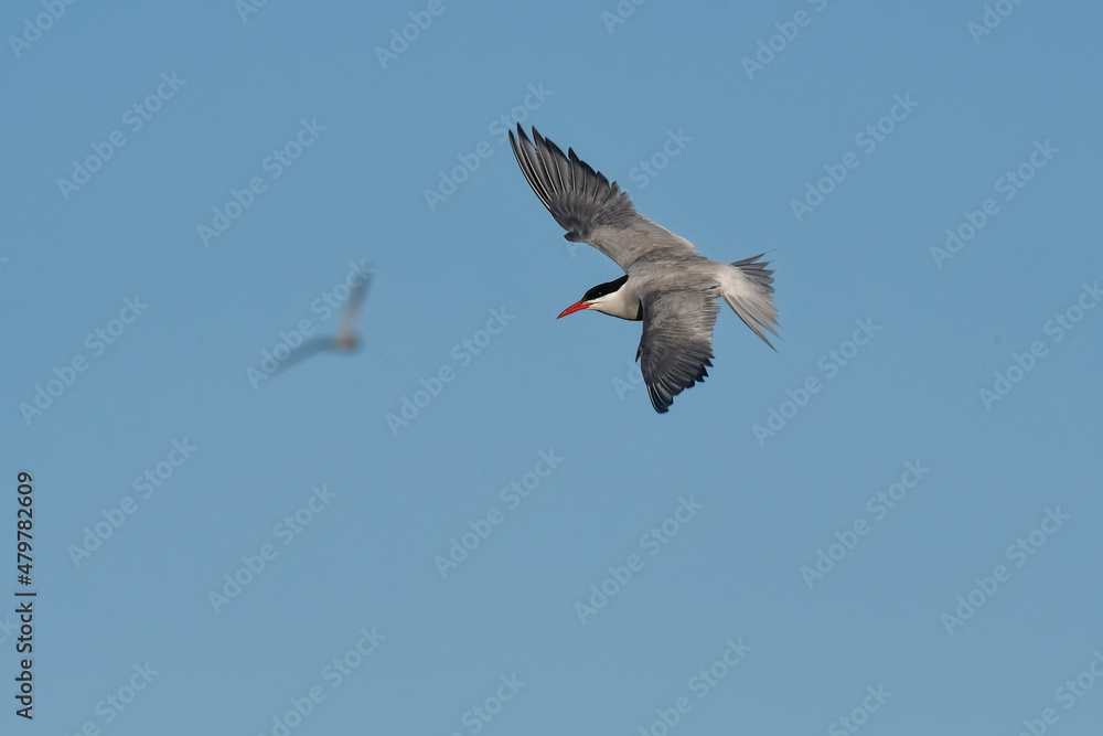 Obraz premium Sandwich Tern in flight, Patagonia Argentina.