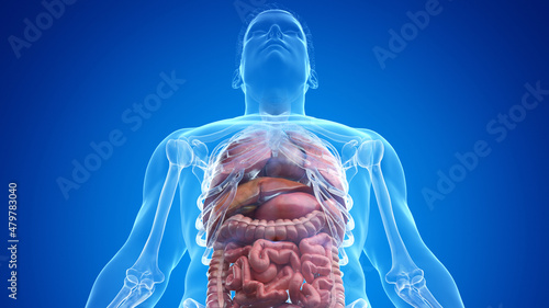 3d rendered medically accurate illustration of the male organs