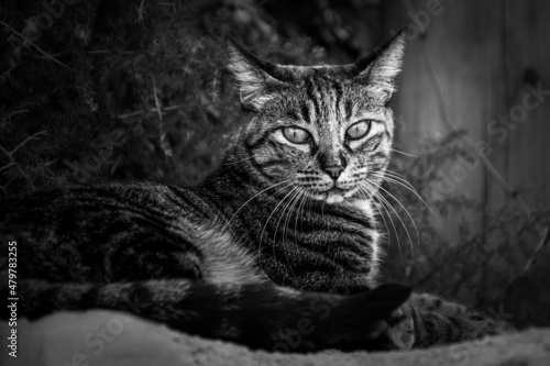 black and white cat portrait