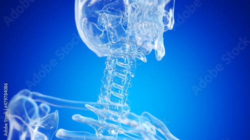 Fotografie 3d rendered illustration of the skeletal neck