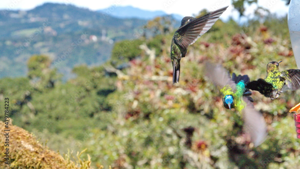 Fototapeta premium Hummingbirds in flight at Paraiso Quetzal lodge outside of San Jose, Costa Rica
