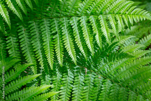 Closeup of green fern leaves background