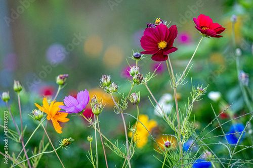Colorful wild summer flowers in Massachusetts