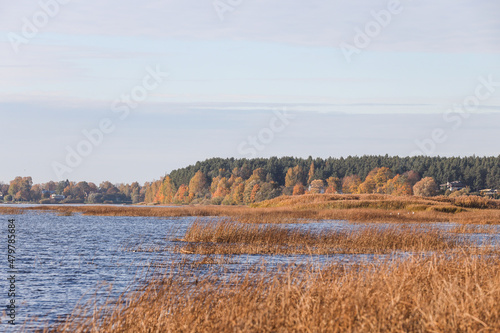 Lake view with seagrass and forest in background.