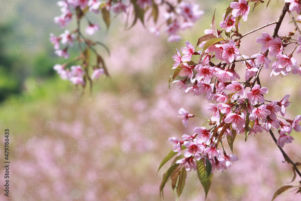 Pink Cherry Blossom in Full Bloom with Soft Bokeh Natural Background Pink Cherry Blossom in Full Bloom with Soft Bokeh Natural Background