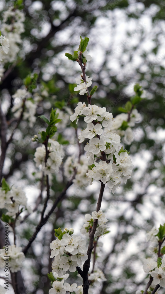 blossom in spring blossom in spring