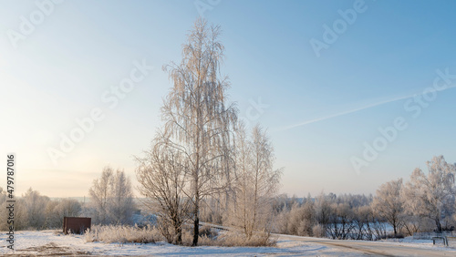 Birch trees in snowy and sunny winter day. Snowy Silver Birch. Winter landscape with snow field, birch tree, road.