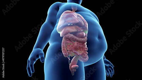 Wallpaper Mural 3d rendered illustration of an obese mans organs Torontodigital.ca