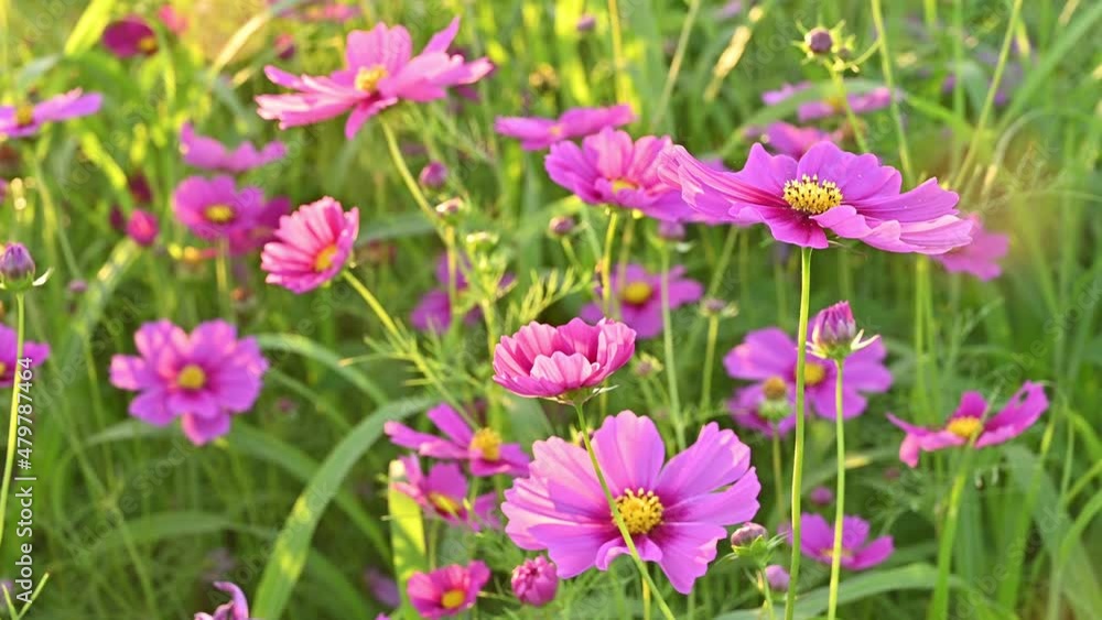 ฺBeautiful Cosmos flowers blooming in the nature and moving by the wind. Cosmos are annual flowers with colorful, daisy-like flowers. ฺBeautiful Cosmos flowers blooming in the nature and moving by the wind. Cosmos are annual flowers with colorful, daisy-like flowers.