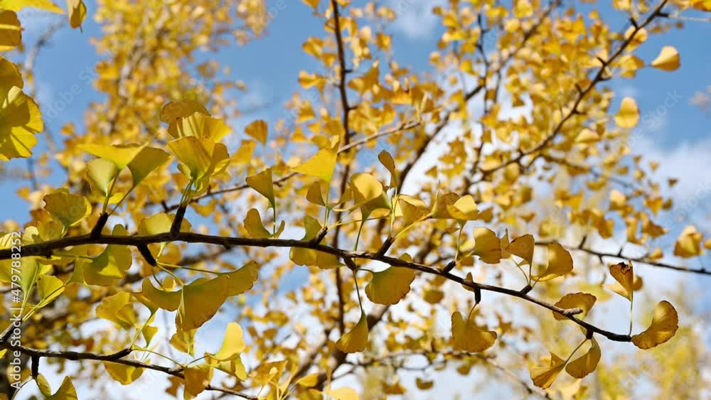 Close-up Yellow Ginkgo Biloba tree in autumn forest with blue sky Close-up Yellow Ginkgo Biloba tree in autumn forest with blue sky