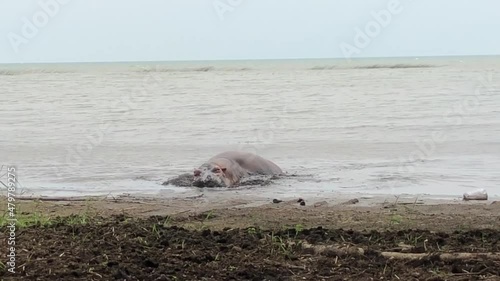 A hippo swimming in the Lake Tanganyika, Burundi photo