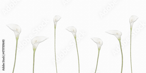 Quadro su tela Calla Lily Flower digital art
