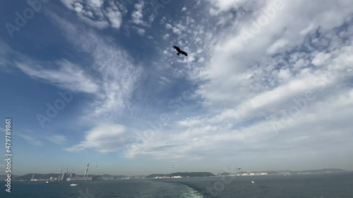 空と鳥