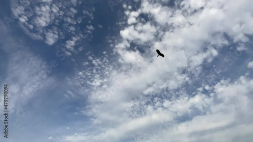空と鳥