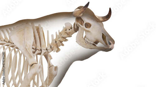 3d rendered illustration of the bovine anatomy - the skeleton