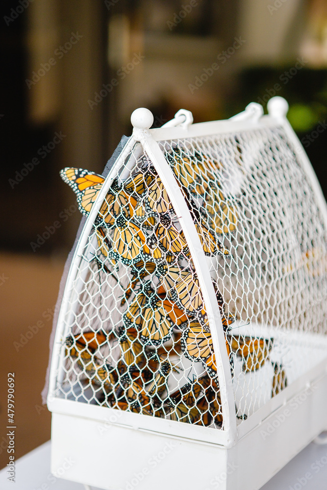 Butterfly release wedding Yellow Butterfly wedding theme Butterfly wedding  White Butterfly Cage Release Cage Close up Stock Photo