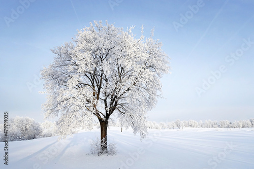 Baum an einem kalten Wintertag © Anselm Baumgart