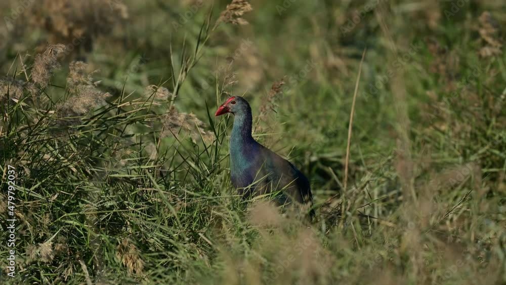Swamphen wandering in the wild bushes of grassland around the lake for food at the bird sanctuary Swamphen wandering in the wild bushes of grassland around the lake for food at the bird sanctuary