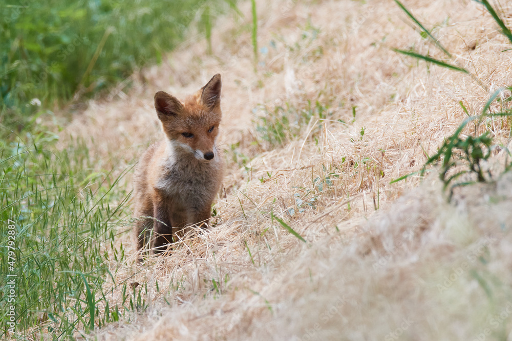 Fototapeta premium Junger Fuchs bei der Mäusejagd 