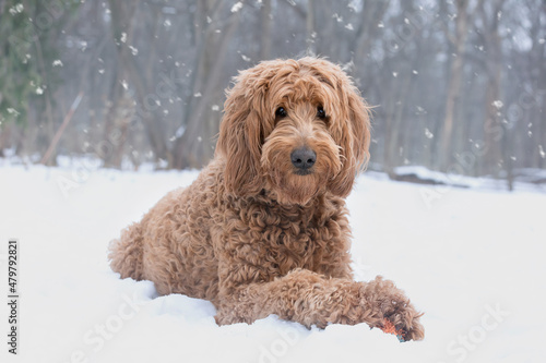 Gentle brown golden doodle dog sitting in the snowfall in beautiful forest setting