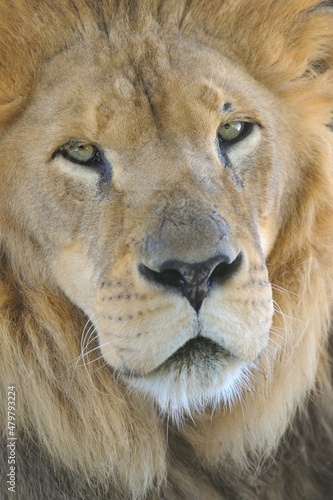African lion  Panthera leo  portrait  Angeles National Forest  CA  USA