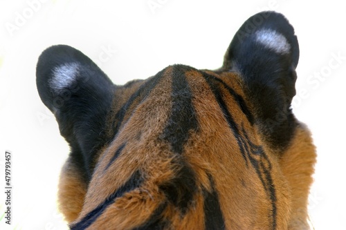 Back of bengal tiger head, Panthera tigris tigris, Angeles National Forest, CA, USA