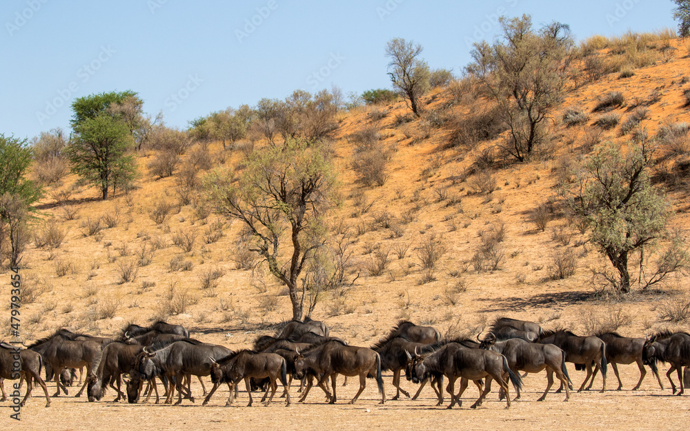 Blue Wildebeest in the Kgalagadi Blue Wildebeest in the Kgalagadi
