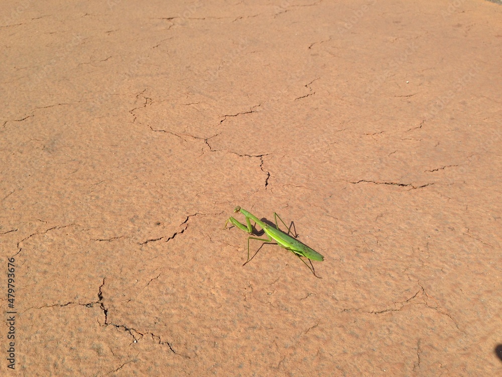 한여름 마른 땅바닥 위의 초록색 사마귀 곤충 / A green mantis insect on the dry ground in midsummer 한여름 마른 땅바닥 위의 초록색 사마귀 곤충 / A green mantis insect on the dry ground in midsummer