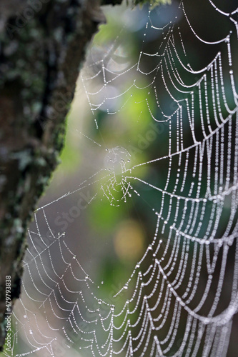  spider web with dew drops 