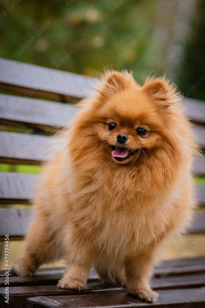 small red fluffy pomeranian dog
