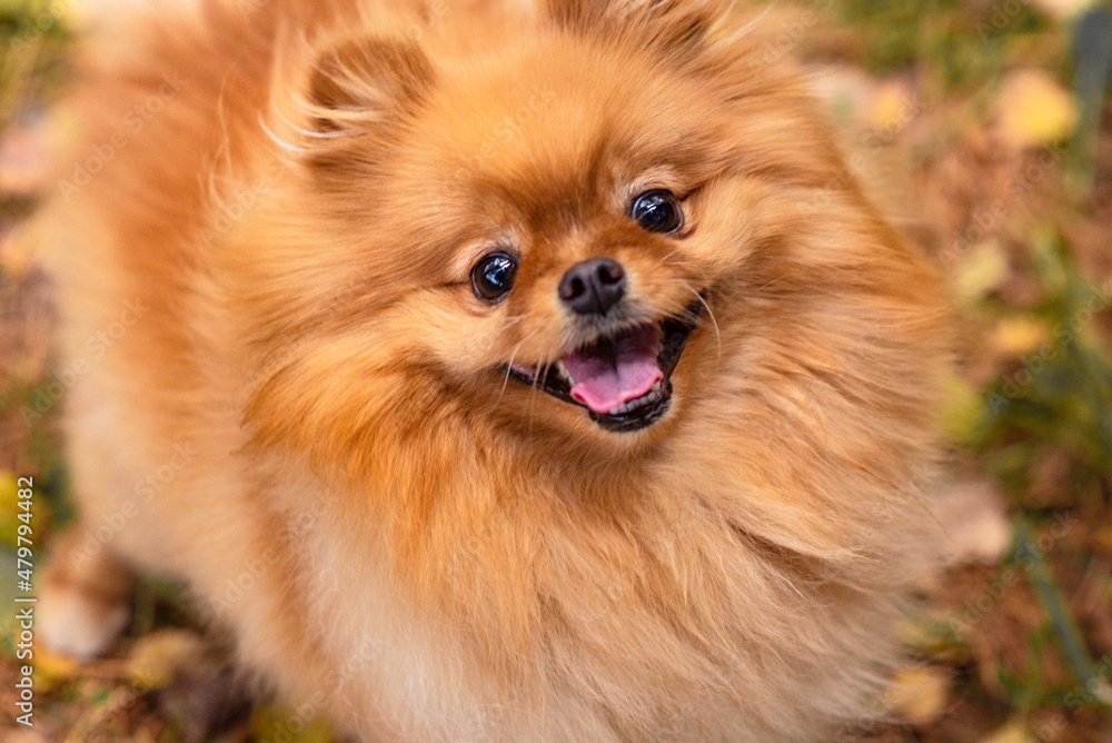 small red fluffy pomeranian dog
small red fluffy pomeranian dog