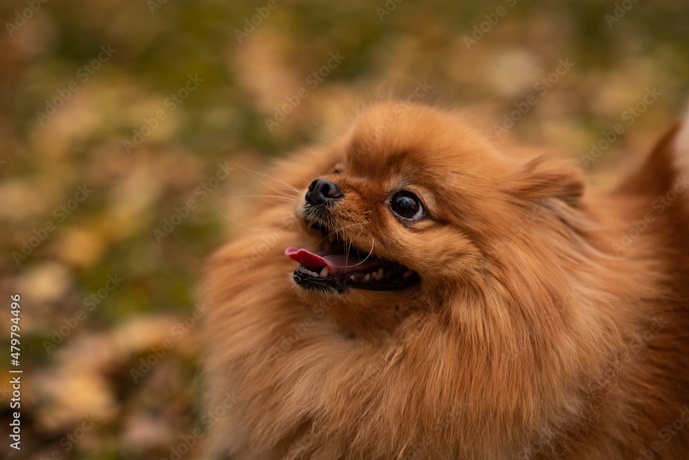 small red fluffy pomeranian dog
small red fluffy pomeranian dog