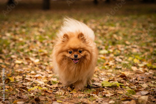 small red fluffy pomeranian dog 