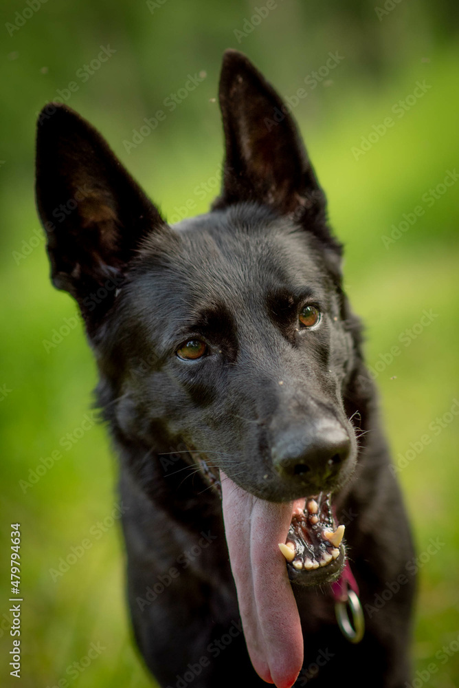 beautiful black shepherd dog with hanging tongue
