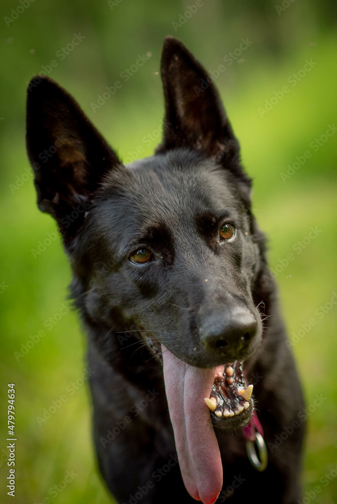 beautiful black shepherd dog with hanging tongue
beautiful black shepherd dog with hanging tongue