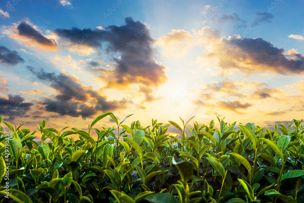 sunrise of green tea plantation in Chiang Rai, Thailand sunrise of green tea plantation in Chiang Rai, Thailand