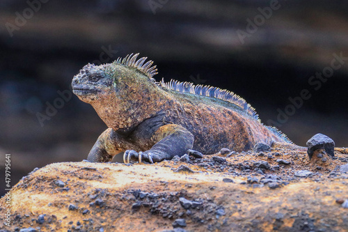 A dominant male Marine Iguana known by its distinctive colouring as being found only on Isabella Island in the Galapagos islands.