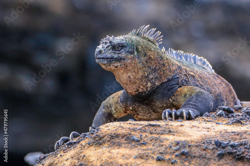 A dominant male Marine Iguana known by its distinctive colouring as being found only on Isabella Island in the Galapagos islands.