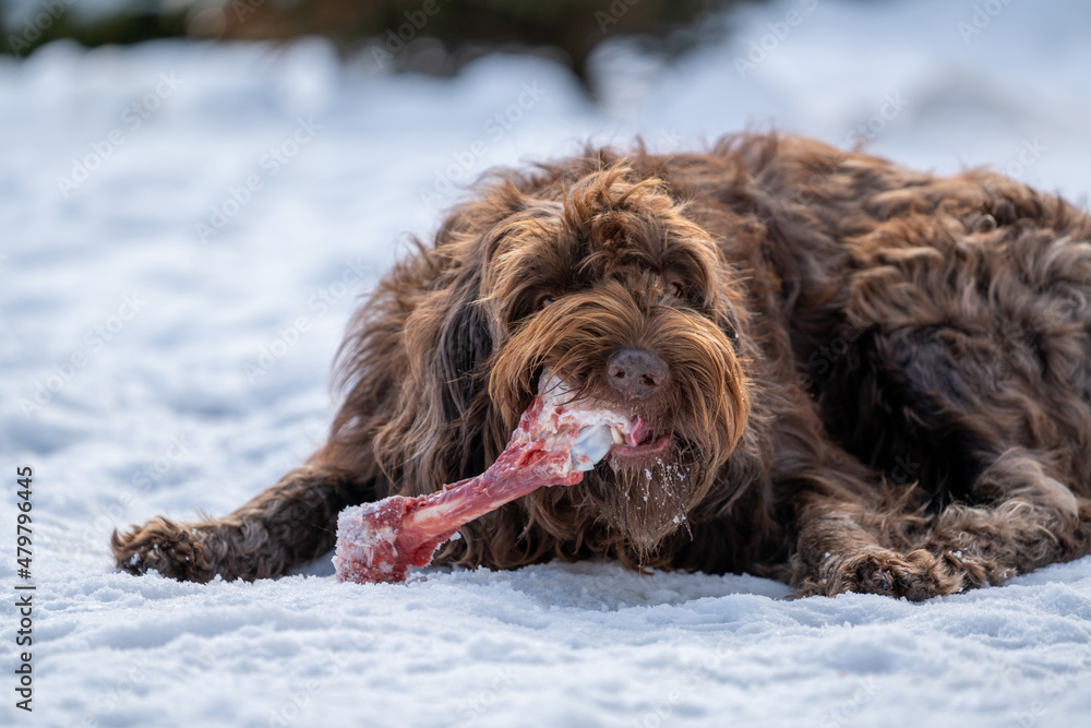 a brown dog, a pudelpointer, is eating a fresh bone