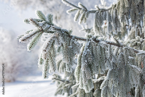 spruce branches in hoarfrost on a frosty winter morning, beautiful snowy evergreen tree branch