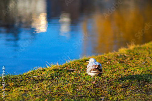 Fototapeta Naklejka Na Ścianę i Meble -  bird near a lake on a sunny day in winter