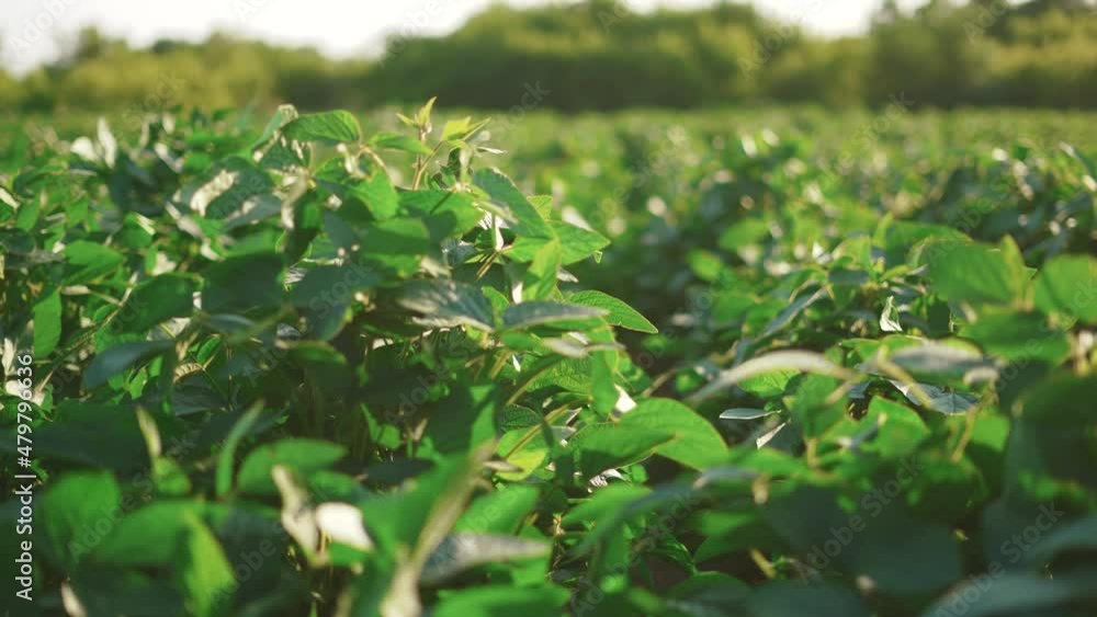 soybean soy field of green plants a general plan nature agriculture. organic farming. sunlight agriculture plantation business farm concept. soy vegetable healthy food agriculture soybean soy field of green plants a general plan nature agriculture. organic farming. sunlight agriculture plantation business farm concept. soy vegetable healthy food agriculture